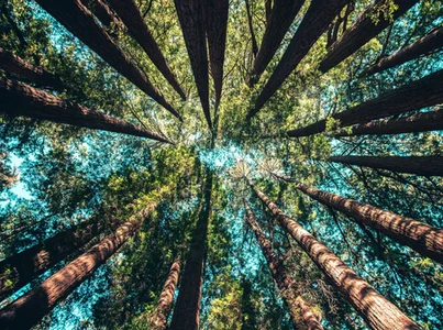 Why We Built Flora